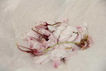IMG_a4787.jpg